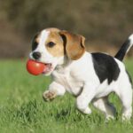 Beneficios-de-Tener-una-Mascota