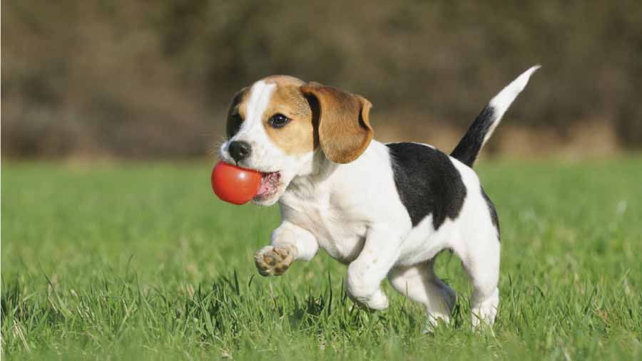 Beneficios-de-Tener-una-Mascota