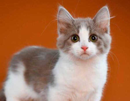 Beneficios-de-los-Gatos