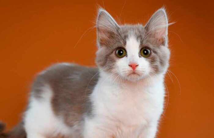 Beneficios-de-los-Gatos