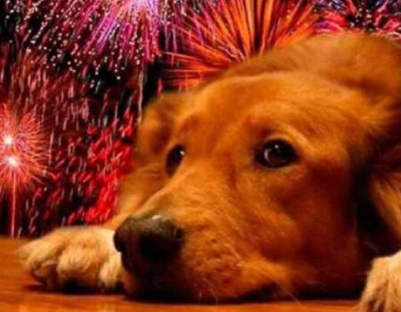 Cómo-Cuidar-a-las-Mascotas-de-la-Pirotecnia