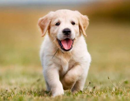 Cómo-Cuidar-a-un-Cachorro