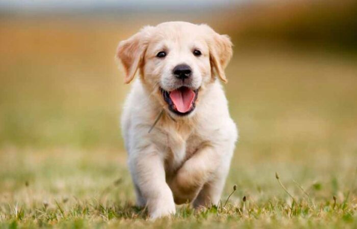 Cómo-Cuidar-a-un-Cachorro