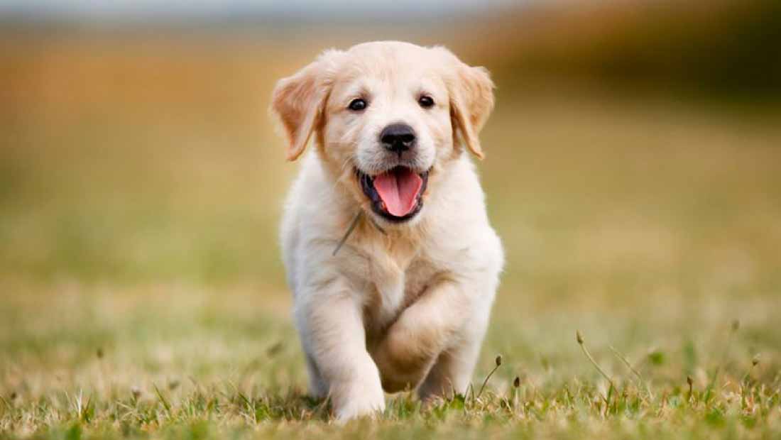 Cómo-Cuidar-a-un-Cachorro
