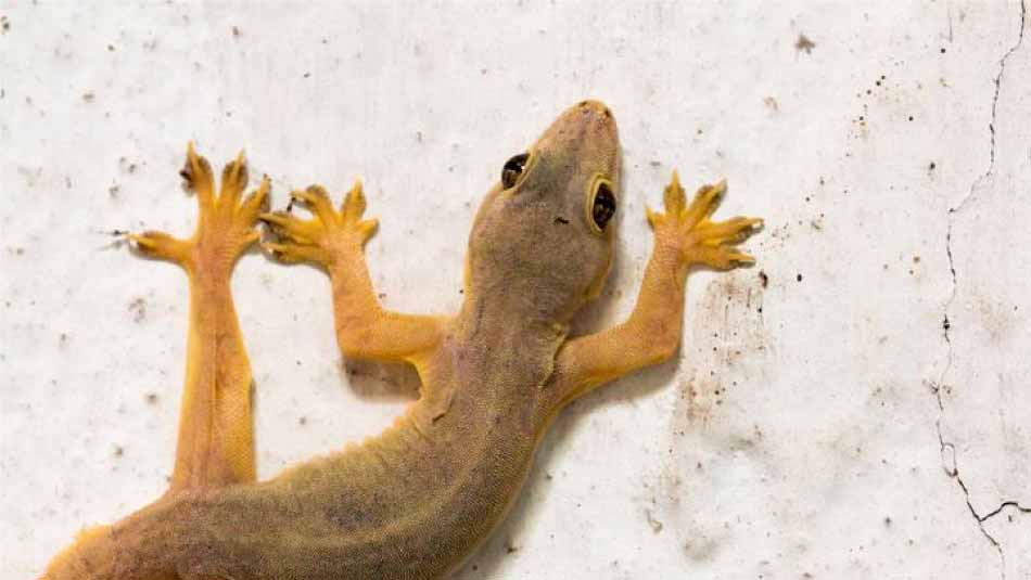 Como-Cuidar-a-una-Lagartija-de-Mascota