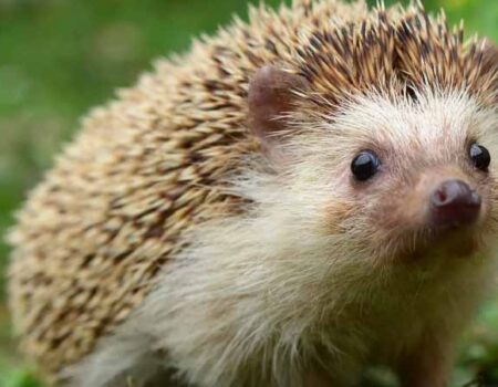 Como-Cuidar-un-Erizo-de-Mascota