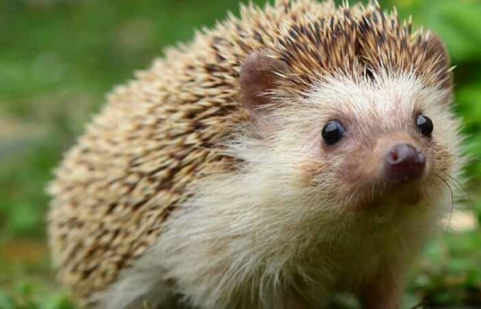 Como-Cuidar-un-Erizo-de-Mascota