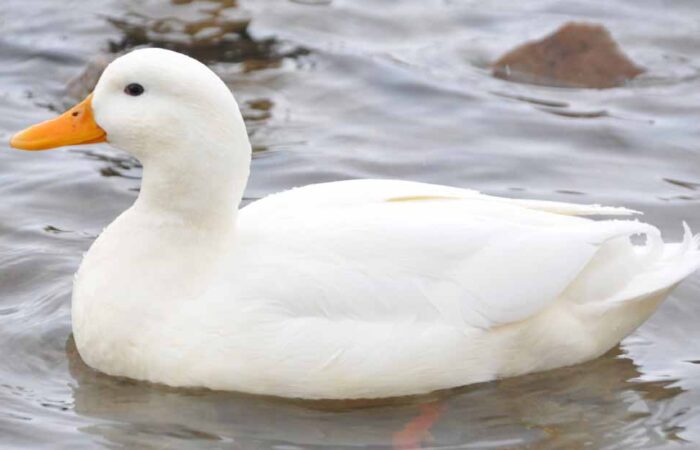 Como-Cuidar-un-Pato-de-Mascota