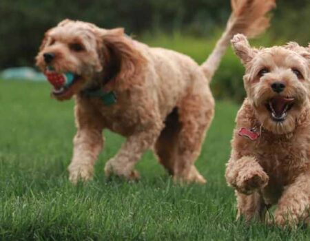 Cómo-Hacer-que-Mis-Perros-se-Lleven-Bien