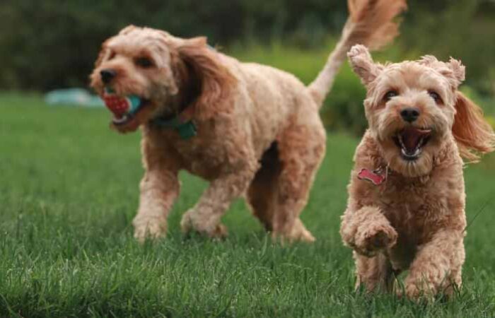 Cómo-Hacer-que-Mis-Perros-se-Lleven-Bien
