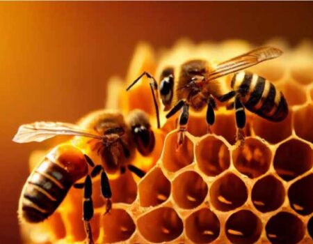 Cuál-es-el-Animal-más-Importante-del-Mundo