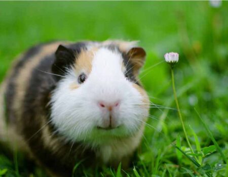 Cuanto-Tiempo-Viven-los-Cuyos