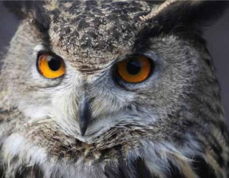 Cuidado-de-un-Buho-como-Mascota