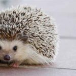 Cuidado-de-un-Erizo-de-Tierra-como-Mascota