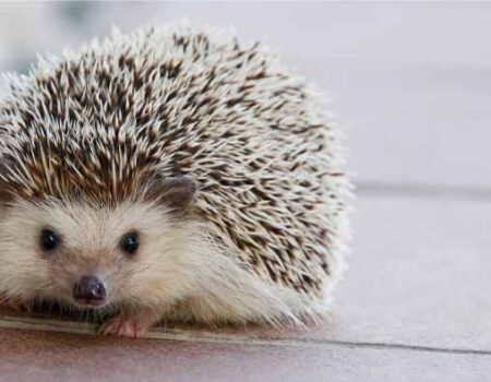 Cuidado-de-un-Erizo-de-Tierra-como-Mascota