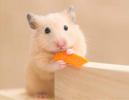Cuidado-de-un-Hámster-de-Mascota