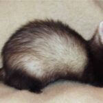 Cuidado-de-un-Hurón-como-Mascota