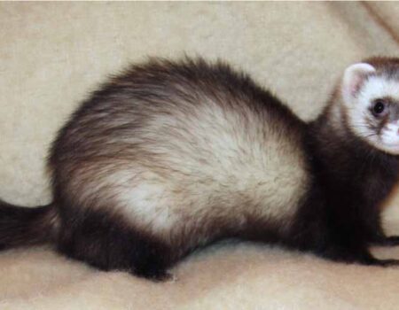 Cuidado-de-un-Hurón-como-Mascota