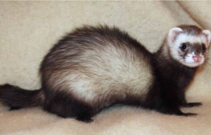 Cuidado-de-un-Hurón-como-Mascota