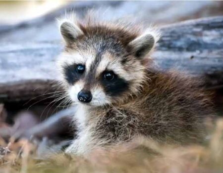 Cuidado-de-un-Mapache-como-Mascota