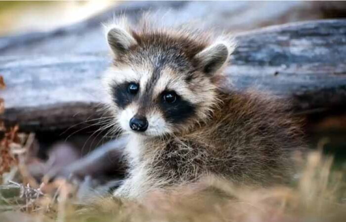 Cuidado-de-un-Mapache-como-Mascota