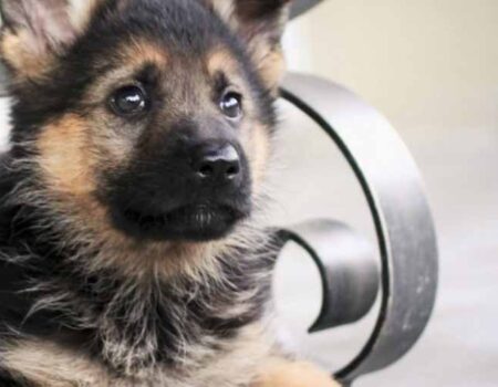 Cuidado-de-un-Pastor-Alemán-Cachorro