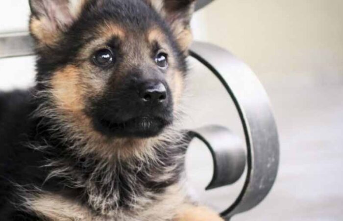 Cuidado-de-un-Pastor-Alemán-Cachorro