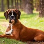 Cuidado-de-un-Perro-Boxer