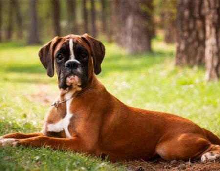 Cuidado-de-un-Perro-Boxer