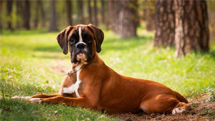 Cuidado-de-un-Perro-Boxer