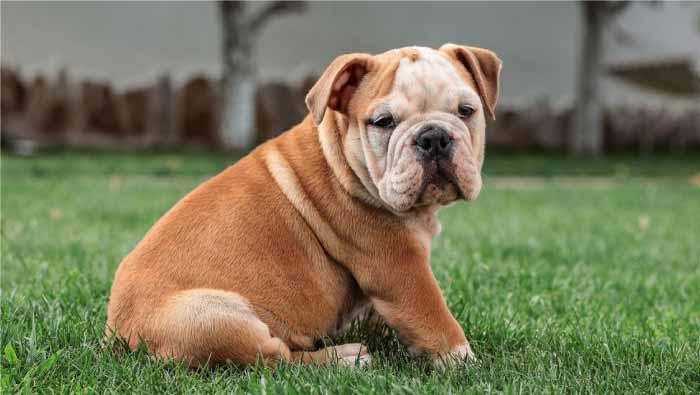 Cuidado-de-un-Perro-Bulldog-Inglés
