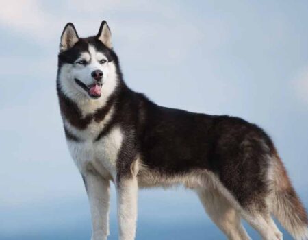 Cuidado-de-un-Perro-Husky