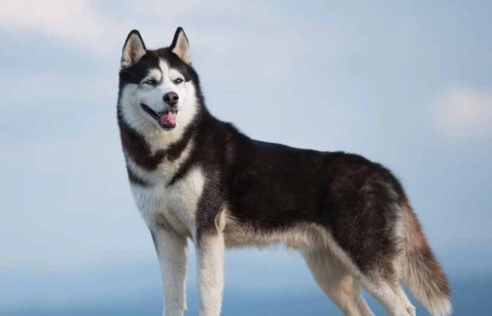 Cuidado-de-un-Perro-Husky