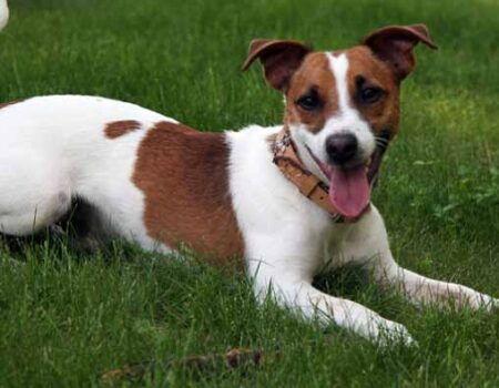 Cuidado-de-un-Perro-Jack-Russell