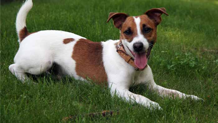 Cuidado-de-un-Perro-Jack-Russell