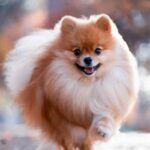 Cuidado-de-un-Perro-Pomerania