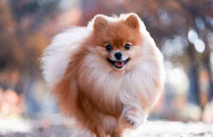 Cuidado-de-un-Perro-Pomerania
