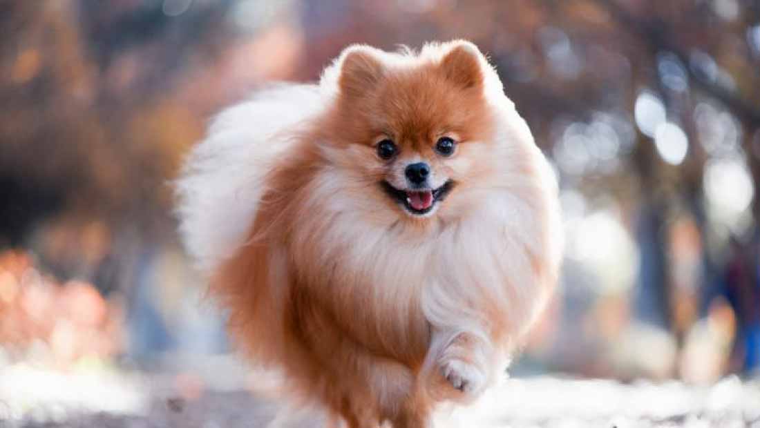 Cuidado-de-un-Perro-Pomerania