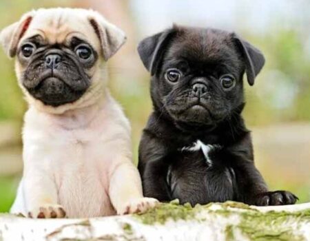 Cuidado-de-un-Perro-Pug