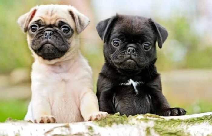 Cuidado-de-un-Perro-Pug