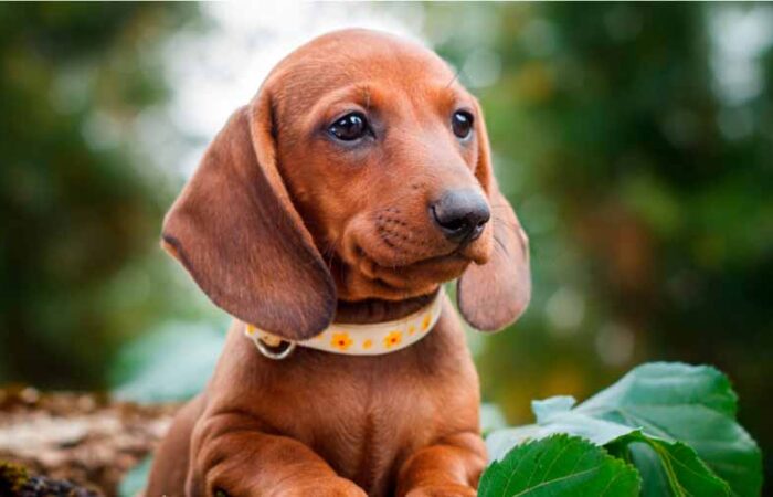 Cuidado-de-un-Perro-Salchicha