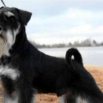 Cuidado-de-un-Perro-Schnauzer