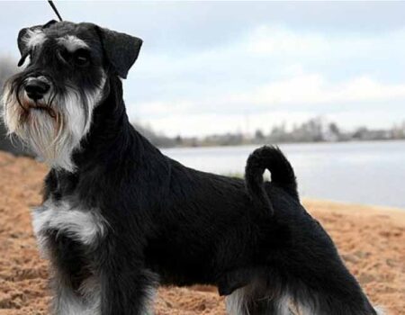 Cuidado-de-un-Perro-Schnauzer