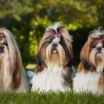 Cuidado-de-un-Shih-Tzu