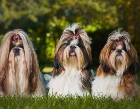 Cuidado-de-un-Shih-Tzu