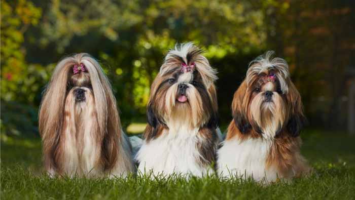 Cuidado-de-un-Shih-Tzu