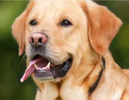 Los perros tienen conciencia