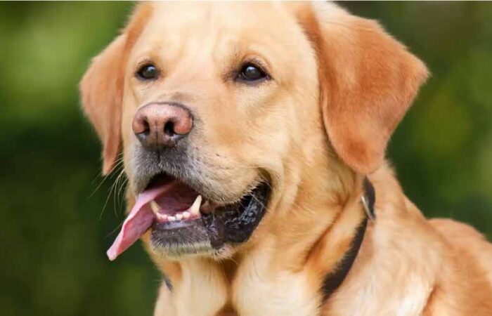 Los perros tienen conciencia