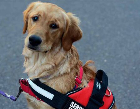 Mascotas-De-Apoyo-Emocional