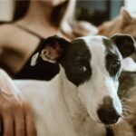 Qué-Debes-Hacer-si-Vives-con-Animales-Domésticos